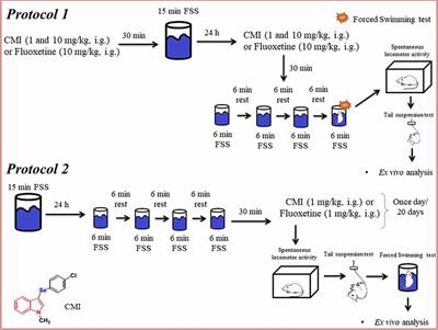 Short- and Long-Term Repeated Forced Swim Stress Induce Depressive-Like Phenotype in Mice: Effectiveness of 3-[(4-Chlorophenyl)Selanyl]-1-Methyl-1H-Indole